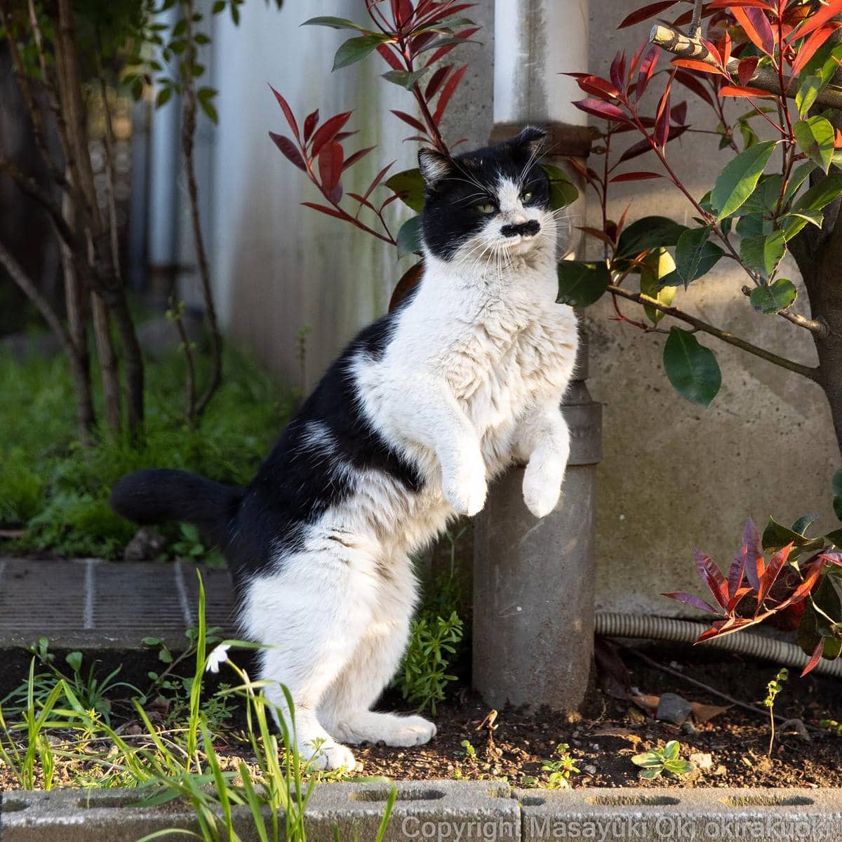 20 снимков уличных котов от японского фотографа, который как никто умеет запечатлевать харизму этих бродяг 70