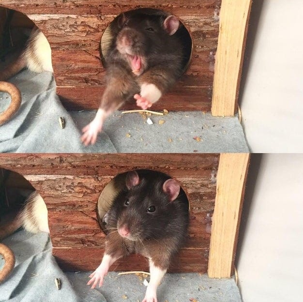 15 фото, которые реабилитируют крыс в глазах общества — ведь они тоже очень милые и смешные питомцы 47