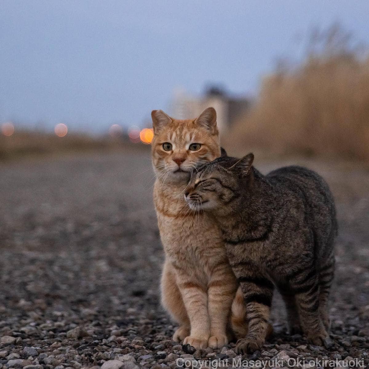 20 снимков уличных котов от японского фотографа, который как никто умеет запечатлевать харизму этих бродяг 73
