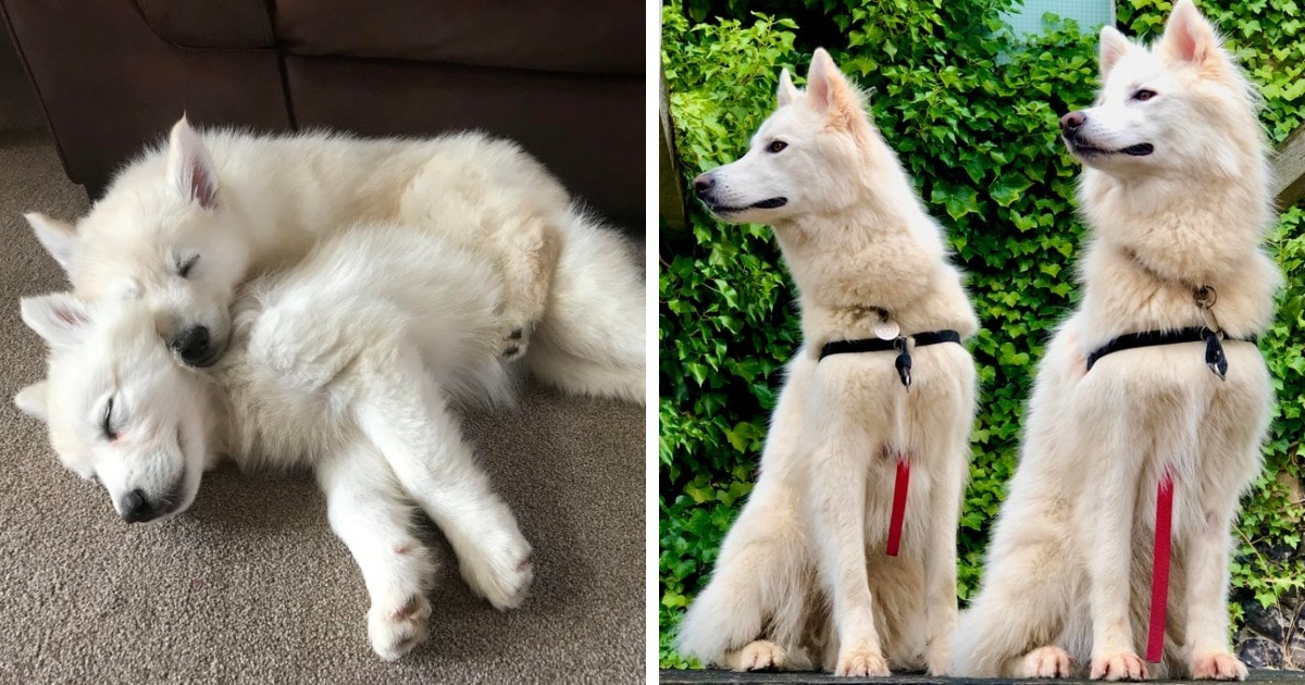 18 фотографий до и после того, как милые щеночки превратились в шикарных собачищ 57