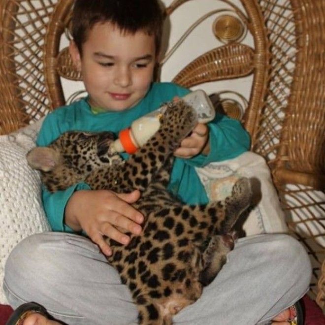 Тьяго Силвейра – бразильский мальчик, живущий с ягуарами 25