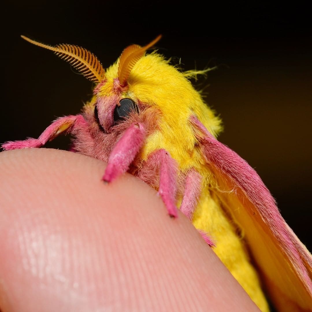 17 диковинных насекомых, создавая которых природа переплюнула саму себя 65
