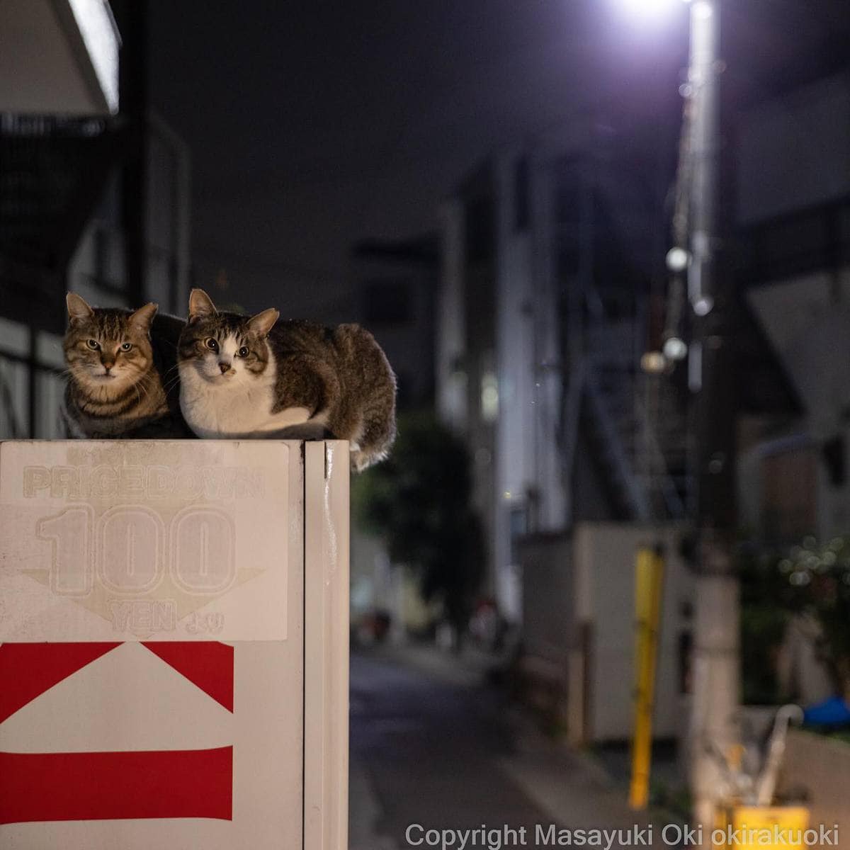 20 снимков уличных котов от японского фотографа, который как никто умеет запечатлевать харизму этих бродяг 77