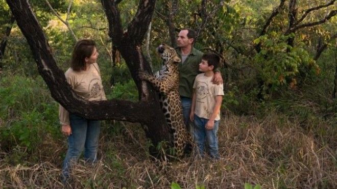 Тьяго Силвейра – бразильский мальчик, живущий с ягуарами 29