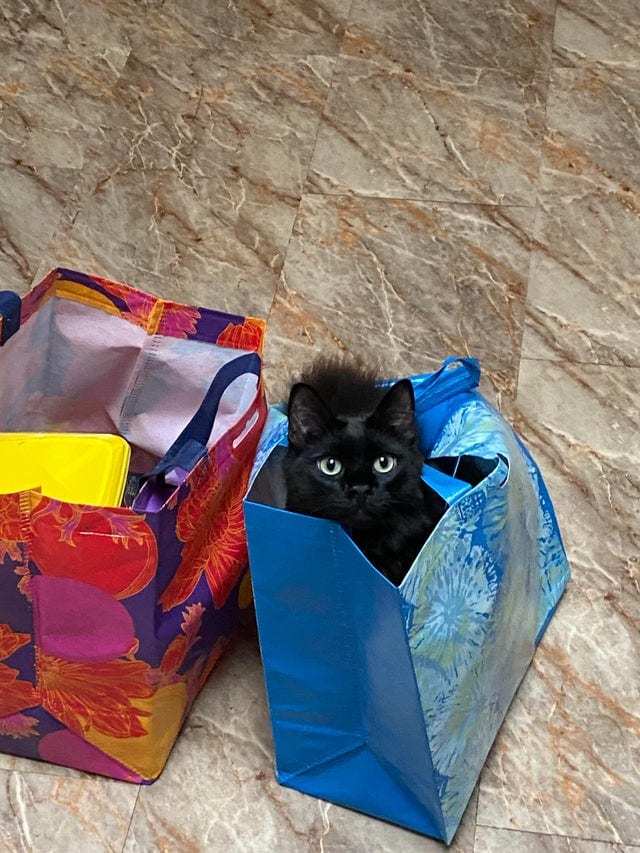 18 фотографий чёрных котов — милых, крутых, забавных и приносящих в дом только радость 57