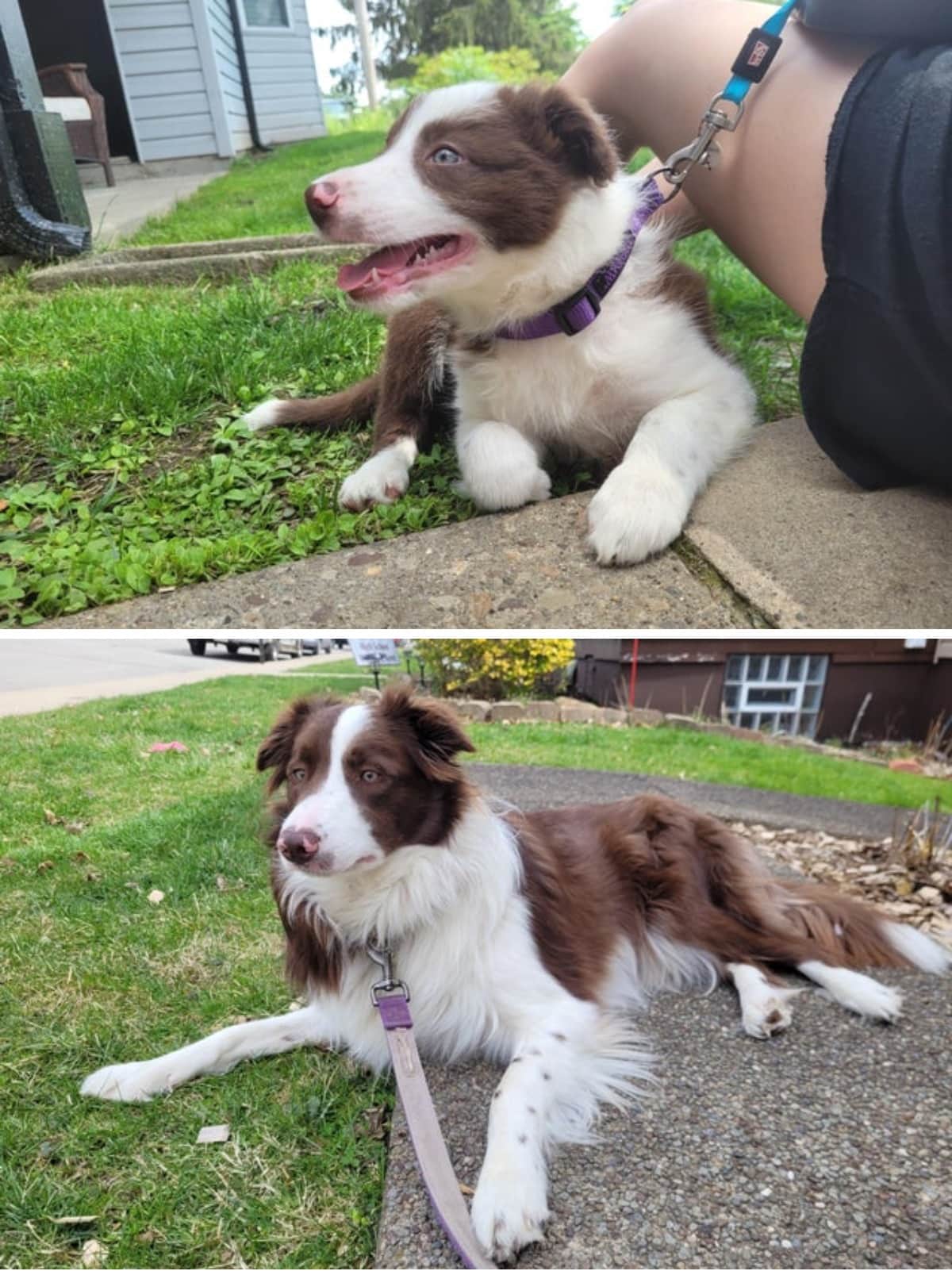 18 фотографий до и после того, как милые щеночки превратились в шикарных собачищ 67