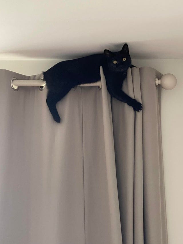 18 фотографий чёрных котов — милых, крутых, забавных и приносящих в дом только радость 72