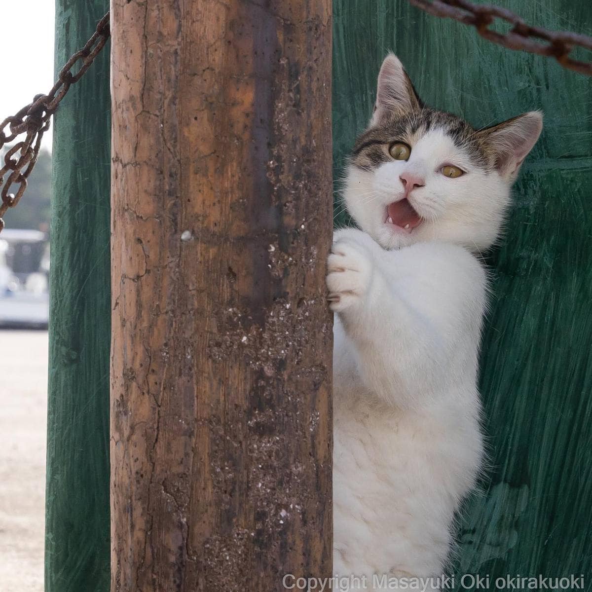 20 снимков уличных котов от японского фотографа, который как никто умеет запечатлевать харизму этих бродяг 71