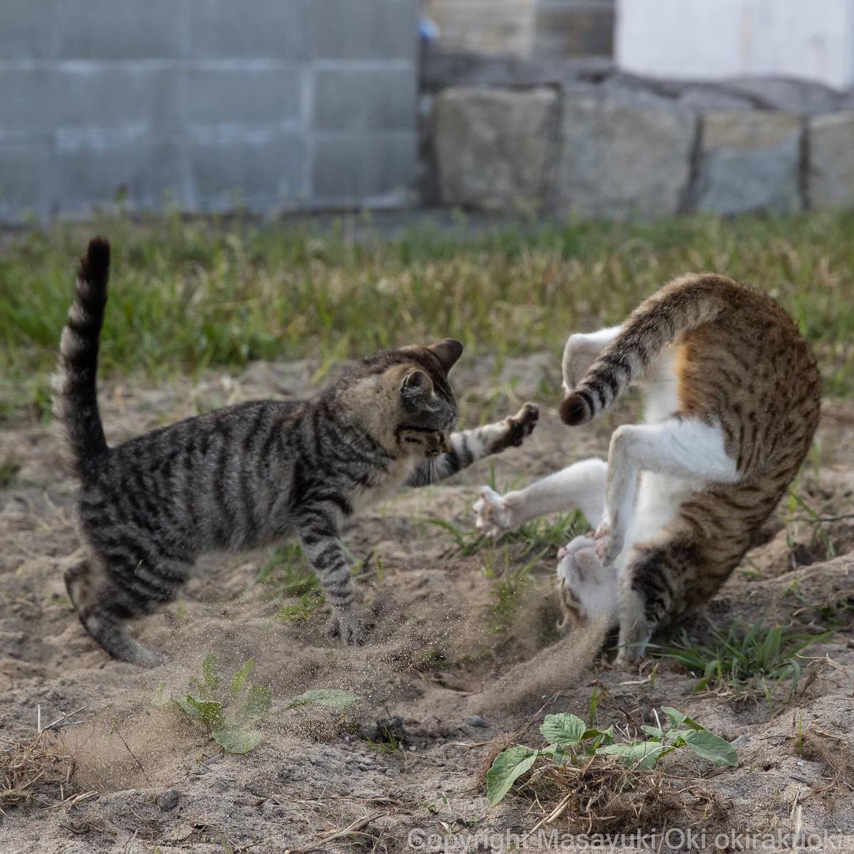 20 снимков уличных котов от японского фотографа, который как никто умеет запечатлевать харизму этих бродяг 66