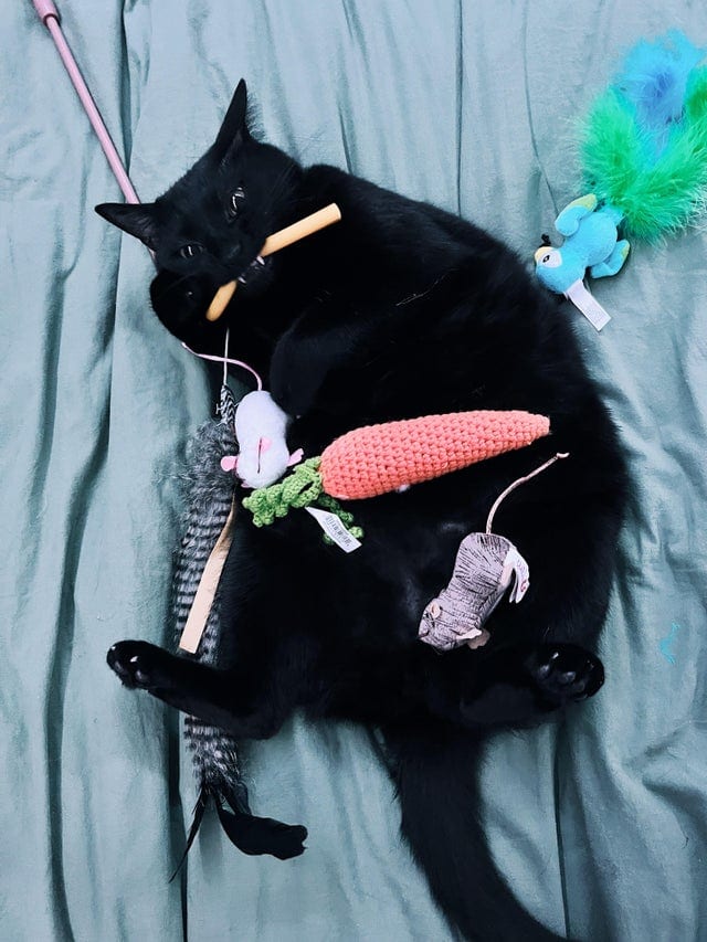 18 фотографий чёрных котов — милых, крутых, забавных и приносящих в дом только радость 70
