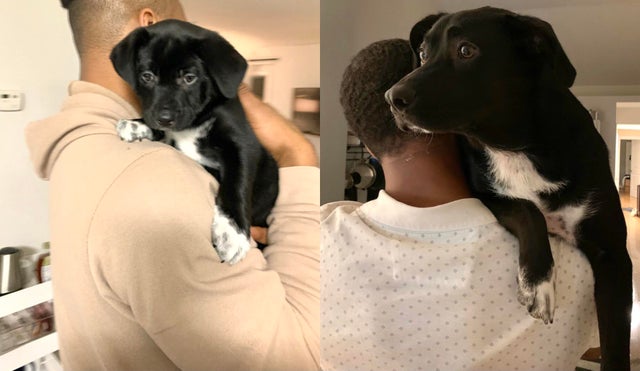 18 фотографий до и после того, как милые щеночки превратились в шикарных собачищ 71