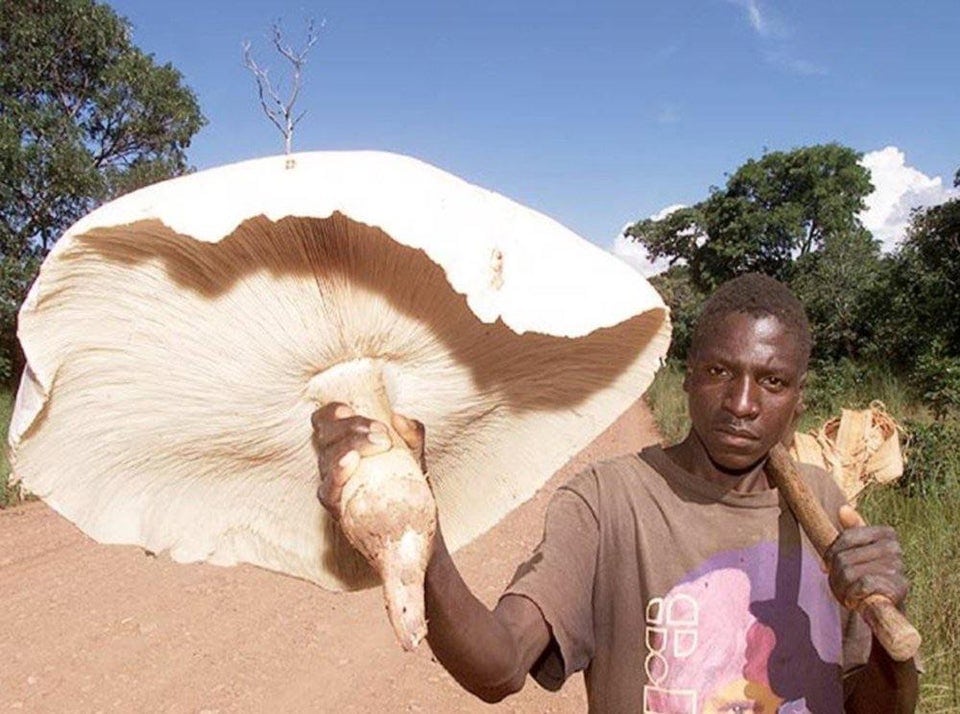 15 фотографий необычных грибов, которые смогут вас удивить 55