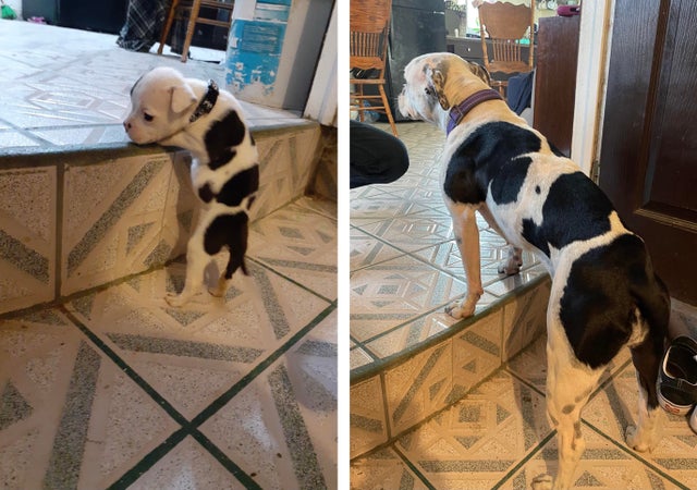 18 фотографий до и после того, как милые щеночки превратились в шикарных собачищ 58