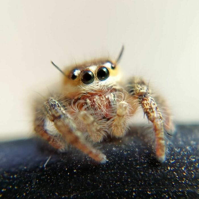 20 фотографий милых пауков, которые растопят ваше сердце не хуже кота из Шрека 77