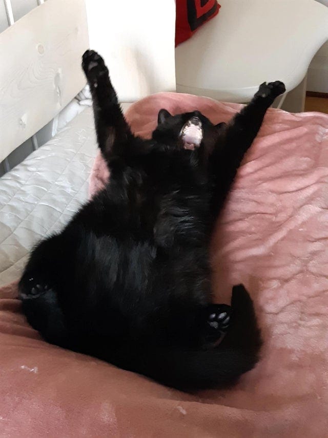 18 фотографий чёрных котов — милых, крутых, забавных и приносящих в дом только радость 58