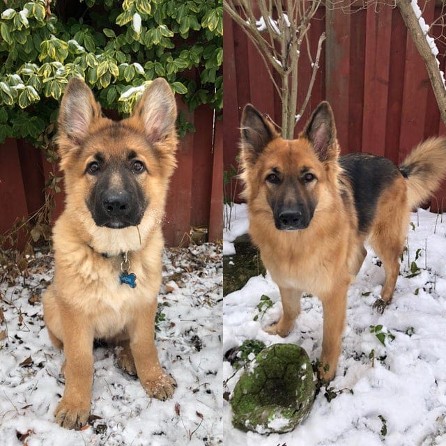 18 фотографий до и после того, как милые щеночки превратились в шикарных собачищ 62