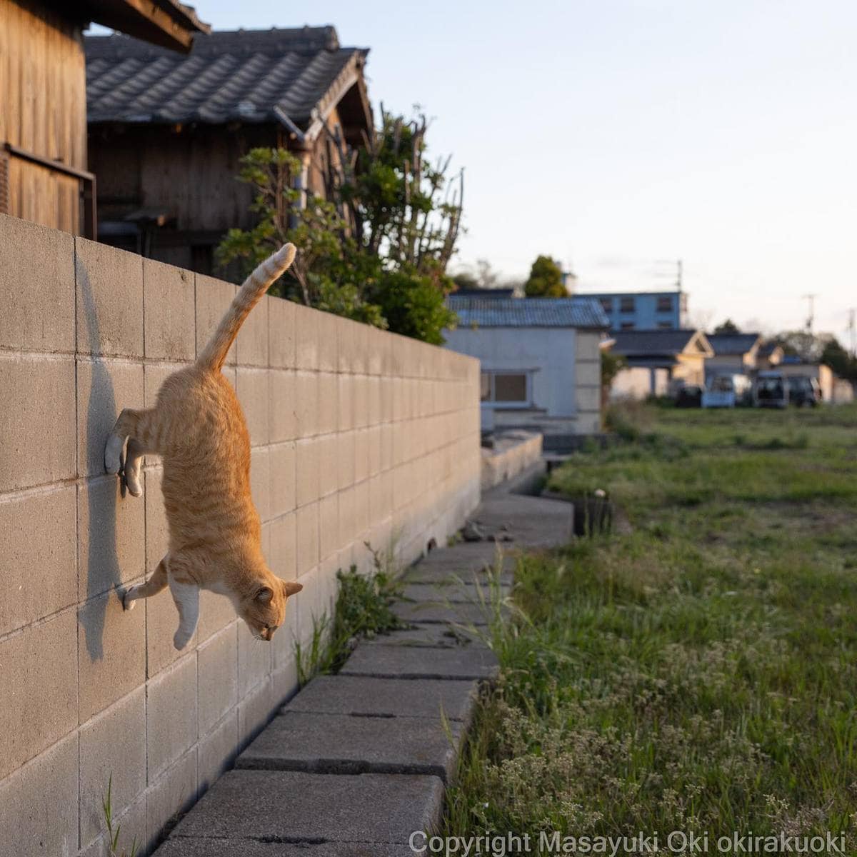 20 снимков уличных котов от японского фотографа, который как никто умеет запечатлевать харизму этих бродяг 62