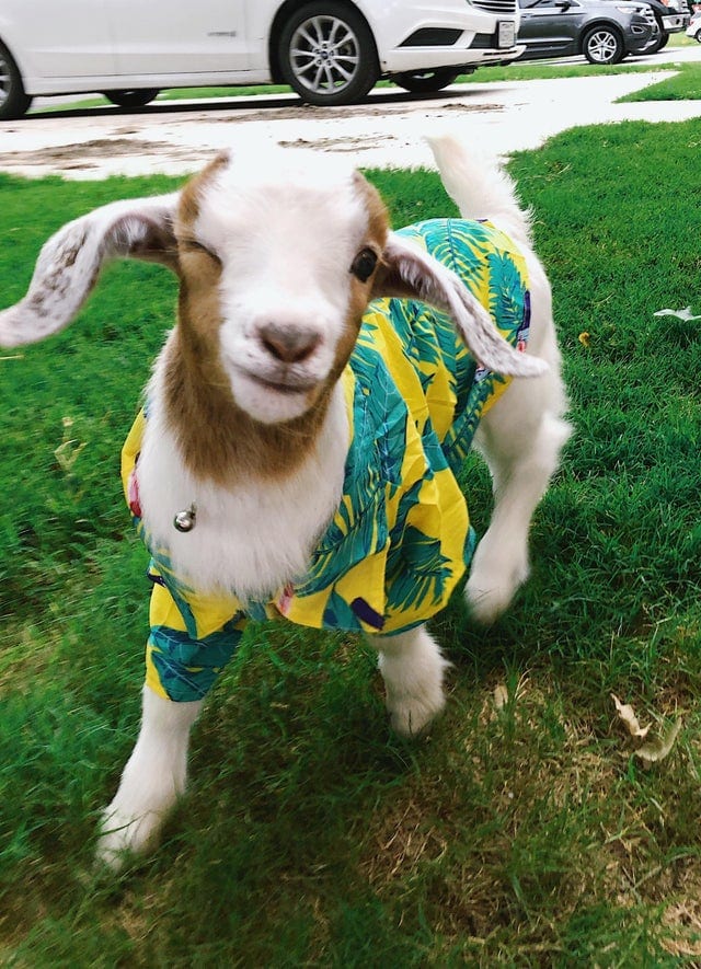 17 фото, которые доказывают, что “козёл” — это не оскорбительно, а бееезумно мило и смешно 65