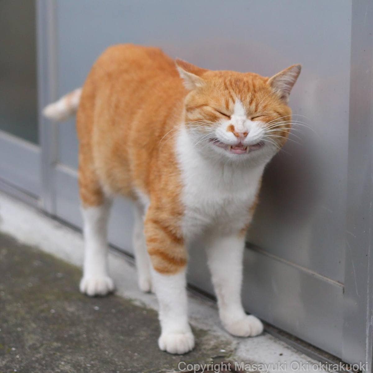 20 снимков уличных котов от японского фотографа, который как никто умеет запечатлевать харизму этих бродяг 68