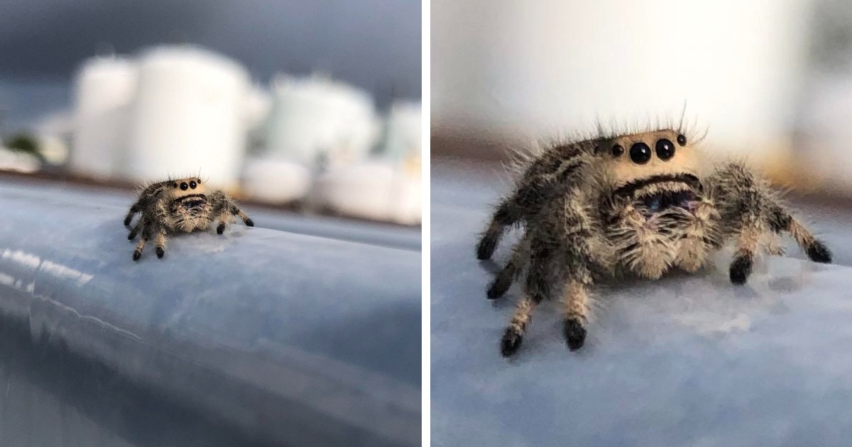 20 фотографий милых пауков, которые растопят ваше сердце не хуже кота из Шрека 79