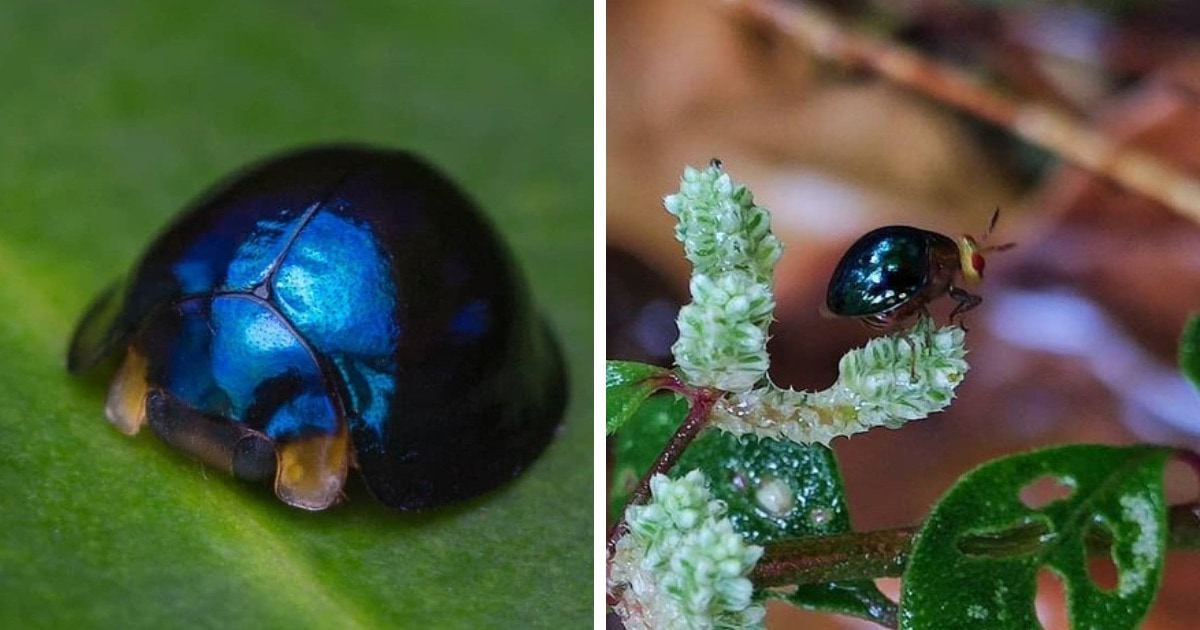 17 диковинных насекомых, создавая которых природа переплюнула саму себя 63