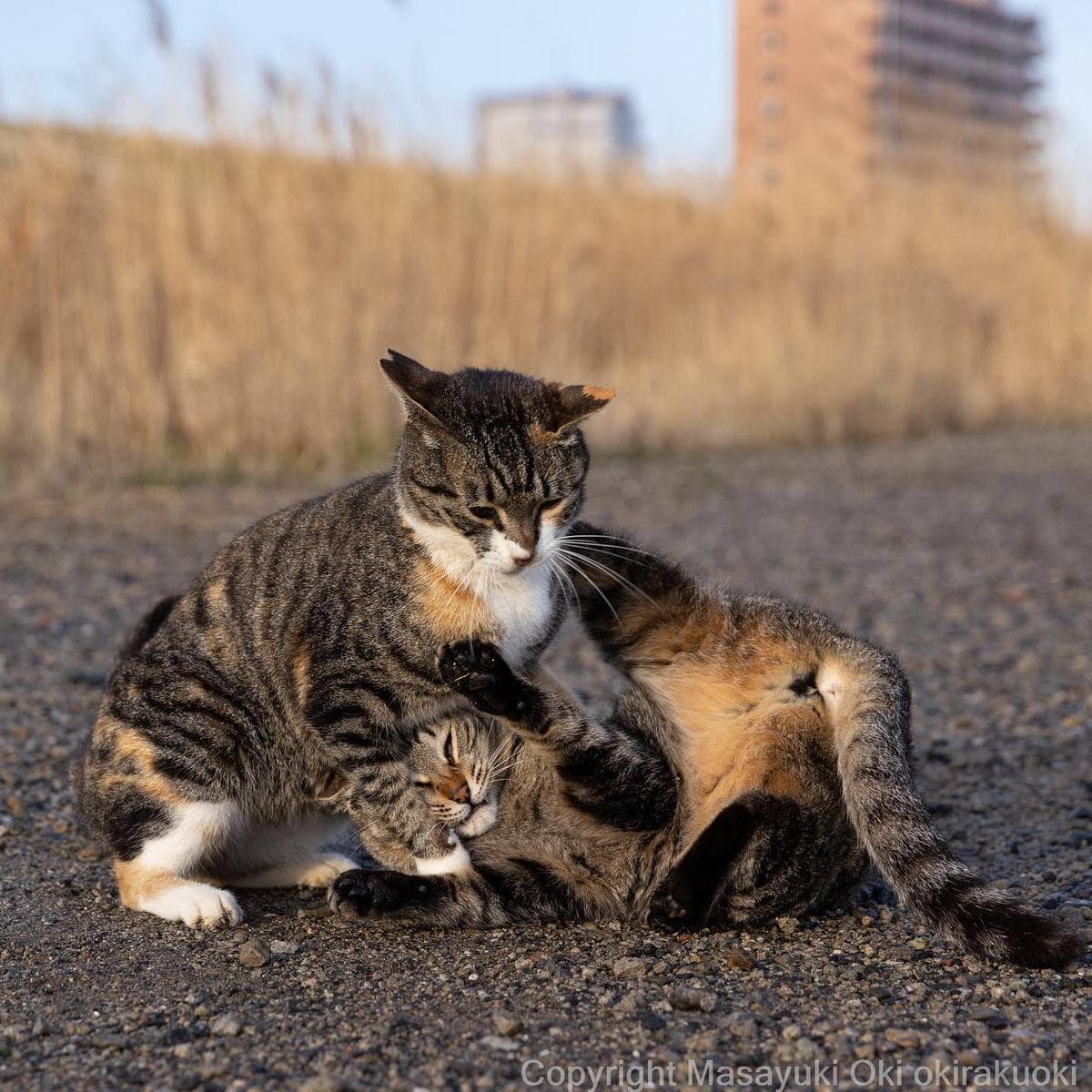 20 снимков уличных котов от японского фотографа, который как никто умеет запечатлевать харизму этих бродяг 67