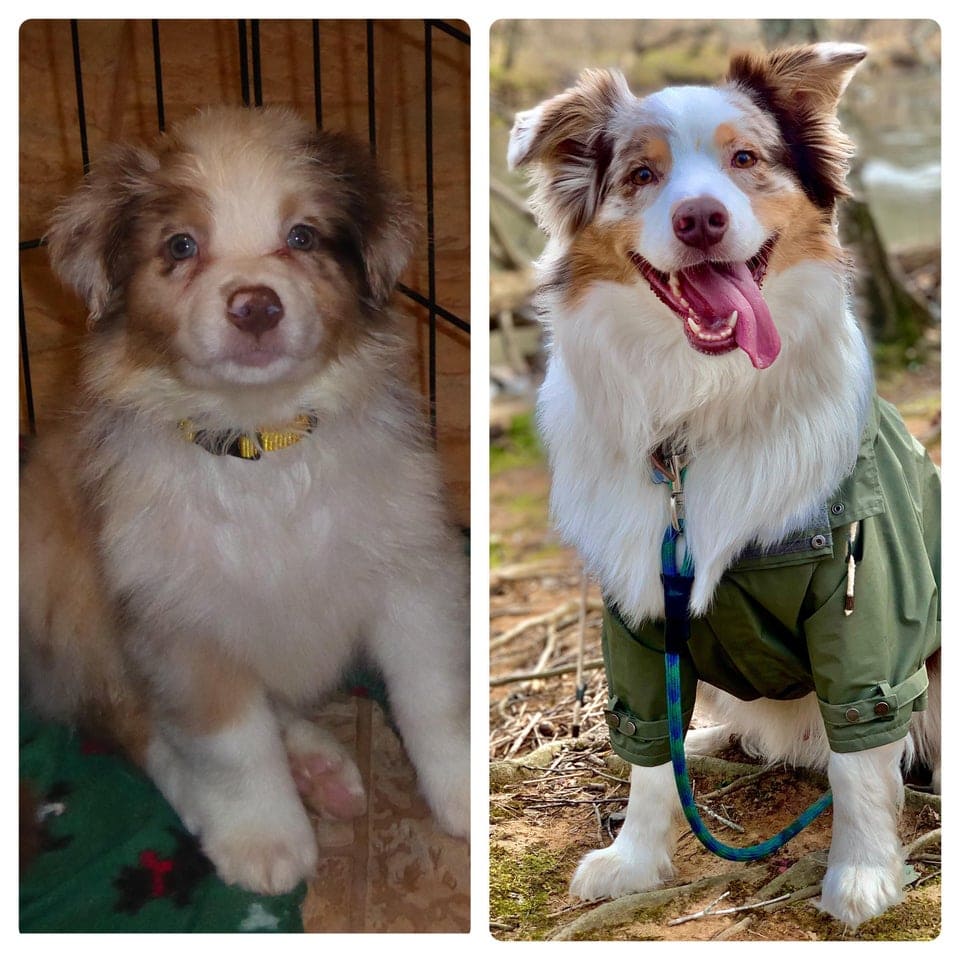 18 фотографий до и после того, как милые щеночки превратились в шикарных собачищ 56