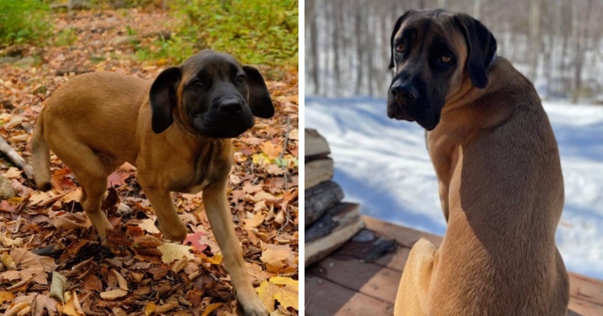 18 фотографий до и после того, как милые щеночки превратились в шикарных собачищ 60