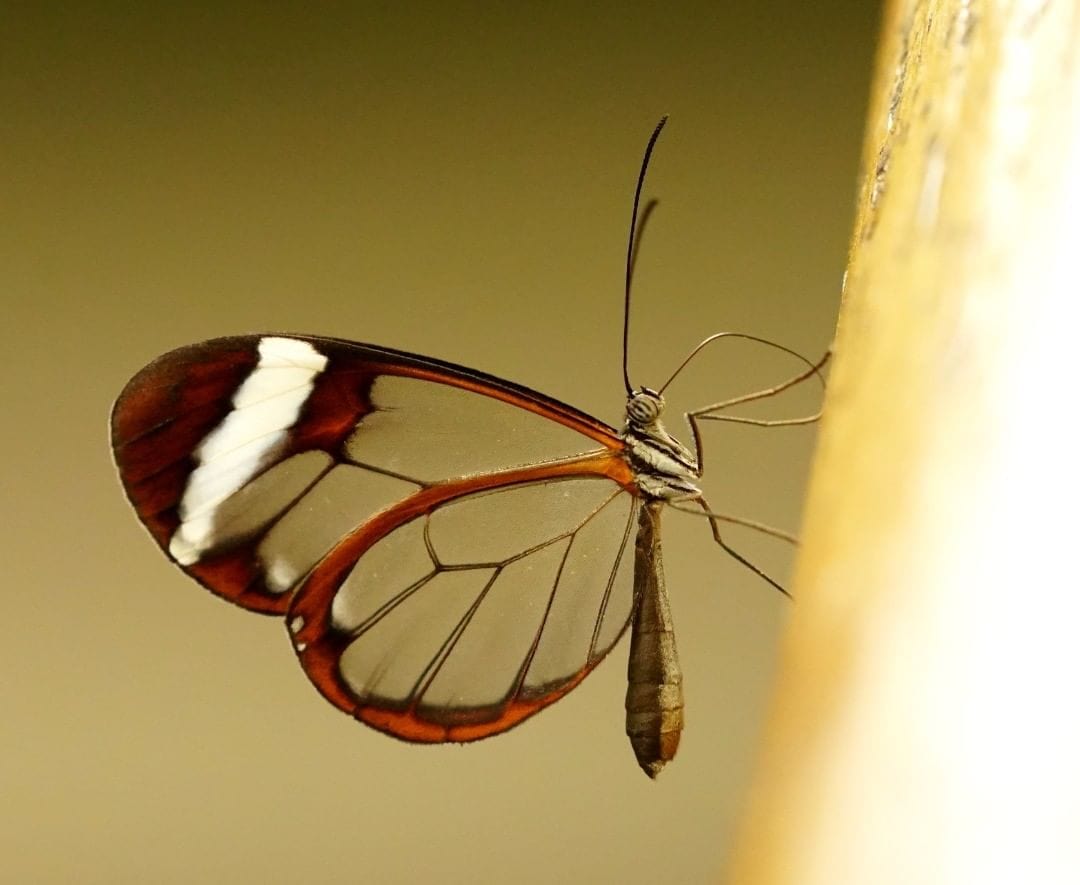 17 диковинных насекомых, создавая которых природа переплюнула саму себя 56