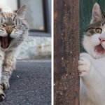 20 снимков уличных котов от японского фотографа, который как никто умеет запечатлевать харизму этих бродяг