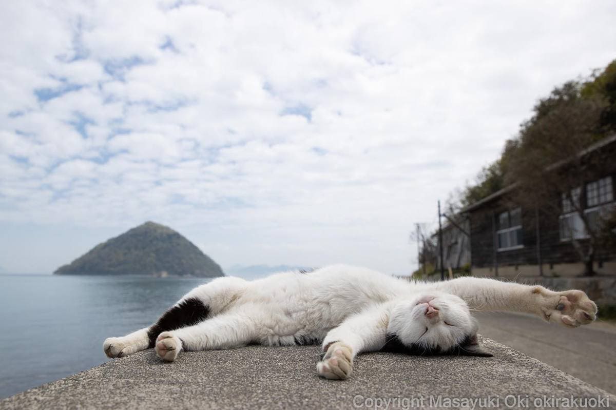 20 снимков уличных котов от японского фотографа, который как никто умеет запечатлевать харизму этих бродяг 63