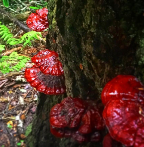 15 фотографий необычных грибов, которые смогут вас удивить 56