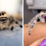 20 фотографий милых пауков, которые растопят ваше сердце не хуже кота из Шрека