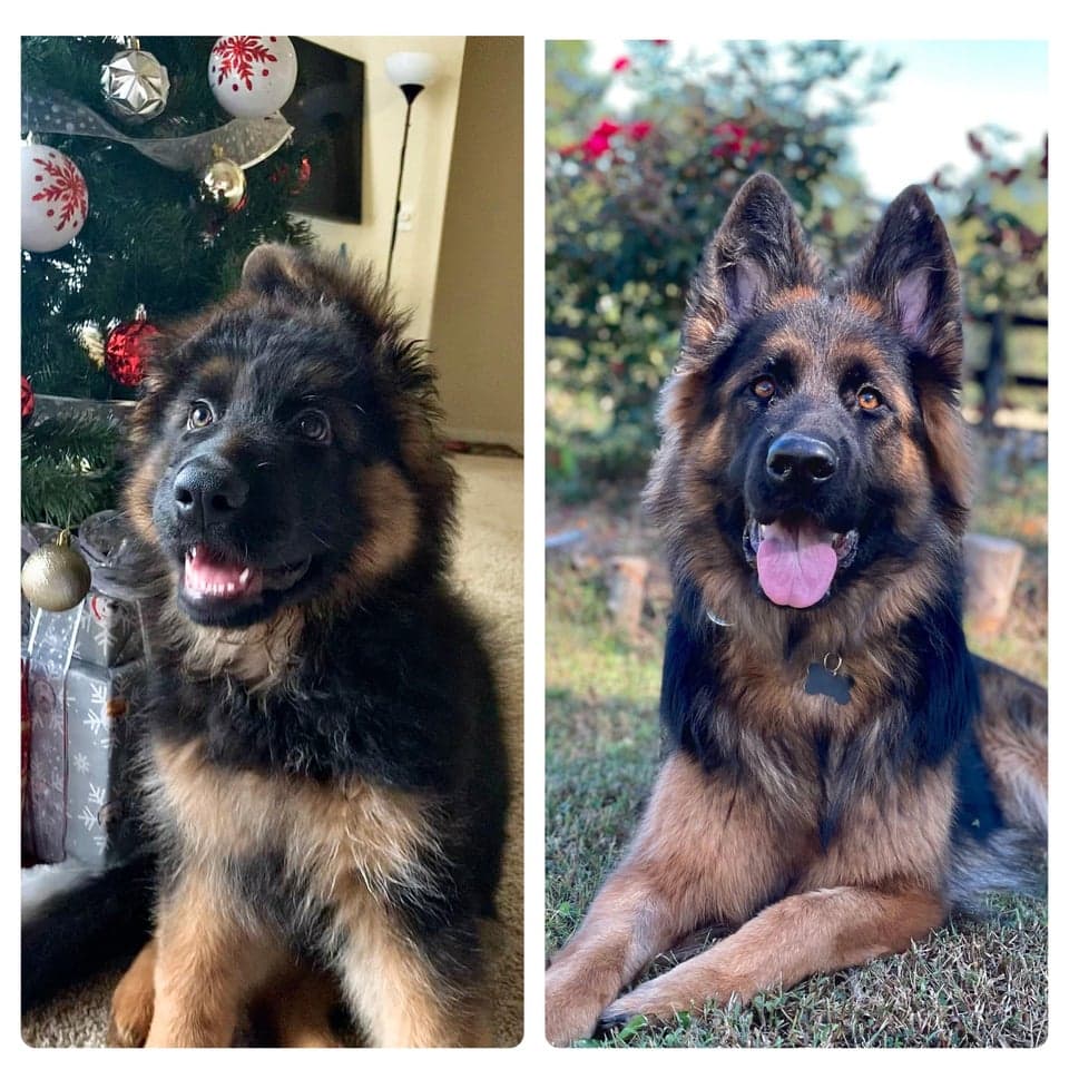 18 фотографий до и после того, как милые щеночки превратились в шикарных собачищ 55