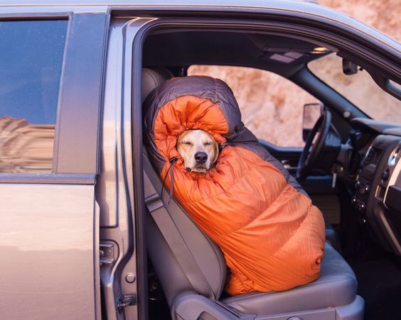 20 случаев, когда хозяева взяли своих собак в авто и не пожалели, потому что псы довели их до безумного хохота 75
