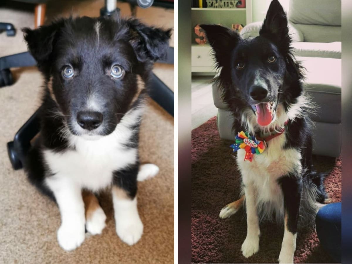 18 фотографий до и после того, как милые щеночки превратились в шикарных собачищ 59