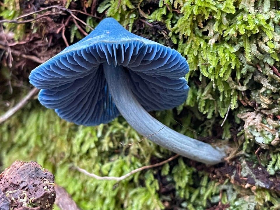 15 фотографий необычных грибов, которые смогут вас удивить 46