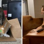 16 случаев, когда самодовольные коты показали собакам, кто в доме хозяин