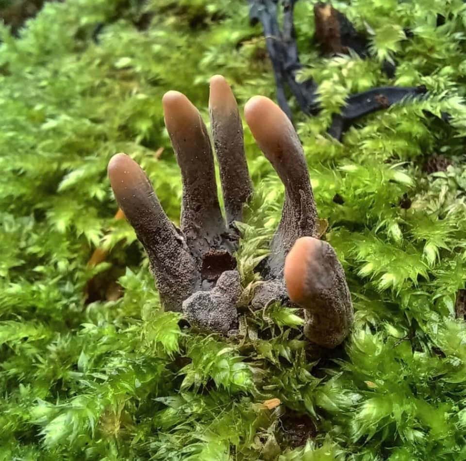 15 фотографий необычных грибов, которые смогут вас удивить 48