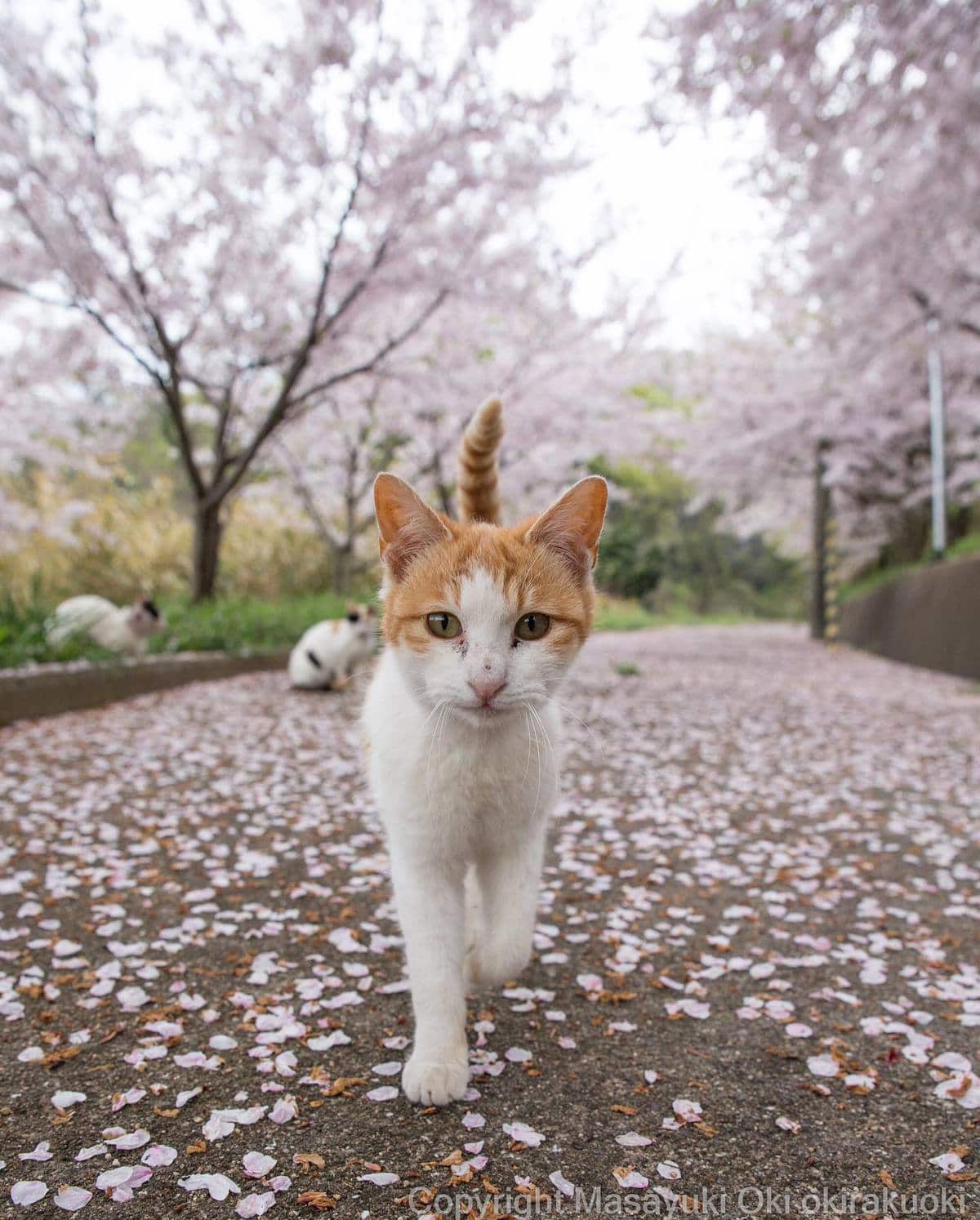 20 снимков уличных котов от японского фотографа, который как никто умеет запечатлевать харизму этих бродяг 80