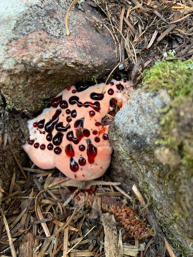 15 фотографий необычных грибов, которые смогут вас удивить 58