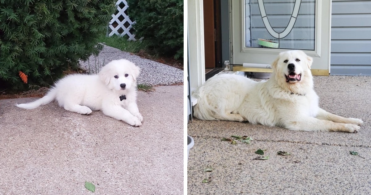 18 фотографий до и после того, как милые щеночки превратились в шикарных собачищ 61
