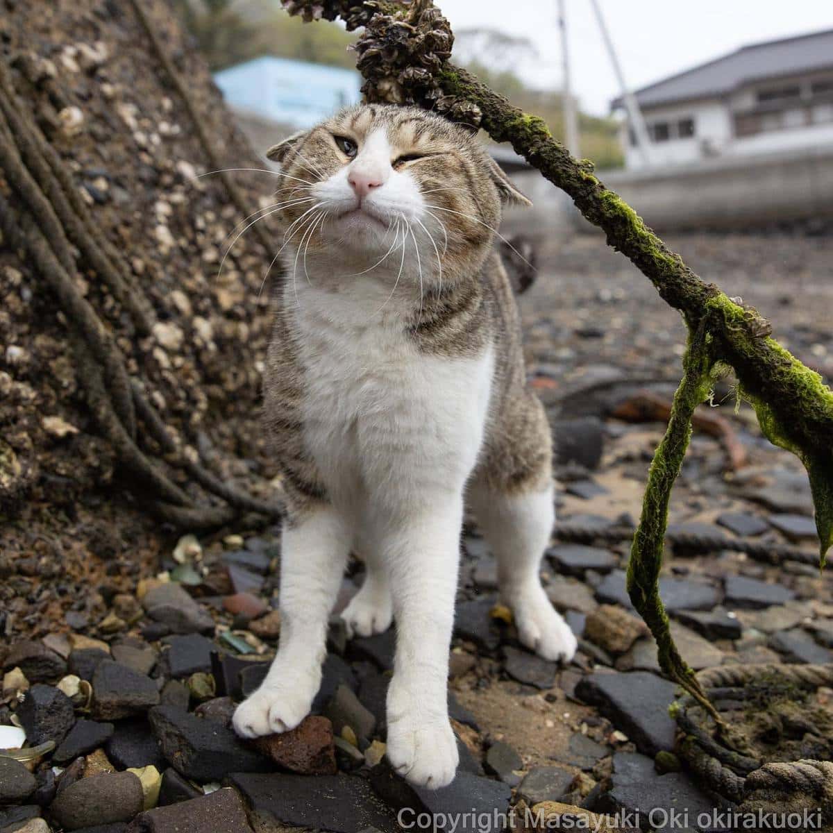 20 снимков уличных котов от японского фотографа, который как никто умеет запечатлевать харизму этих бродяг 61