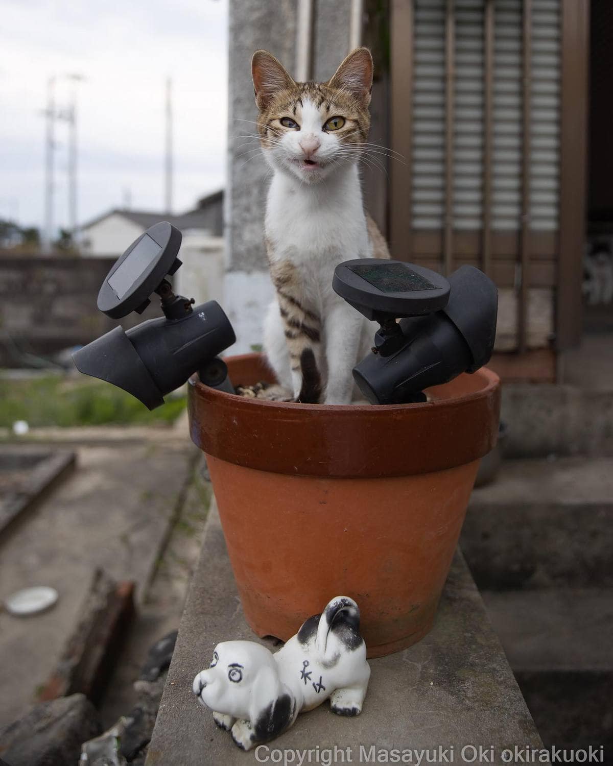 20 снимков уличных котов от японского фотографа, который как никто умеет запечатлевать харизму этих бродяг 65