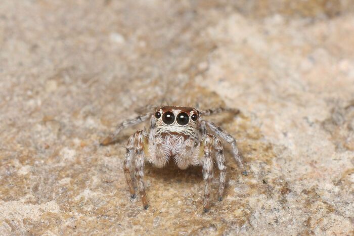 20 фотографий милых пауков, которые растопят ваше сердце не хуже кота из Шрека 67
