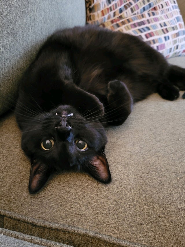 18 фотографий чёрных котов — милых, крутых, забавных и приносящих в дом только радость 66