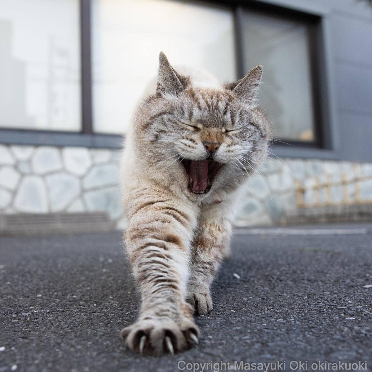 20 снимков уличных котов от японского фотографа, который как никто умеет запечатлевать харизму этих бродяг 72