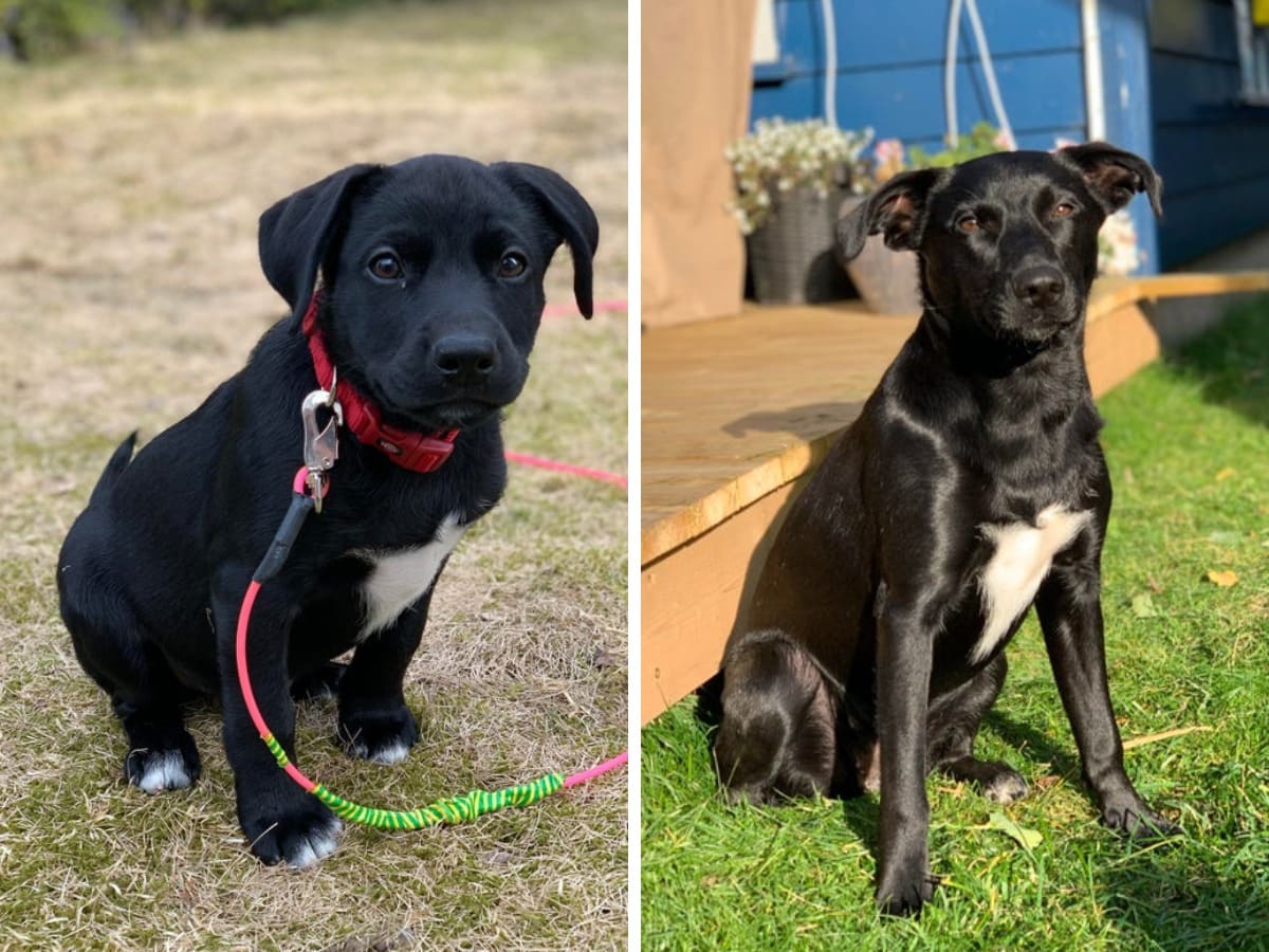 18 фотографий до и после того, как милые щеночки превратились в шикарных собачищ 64