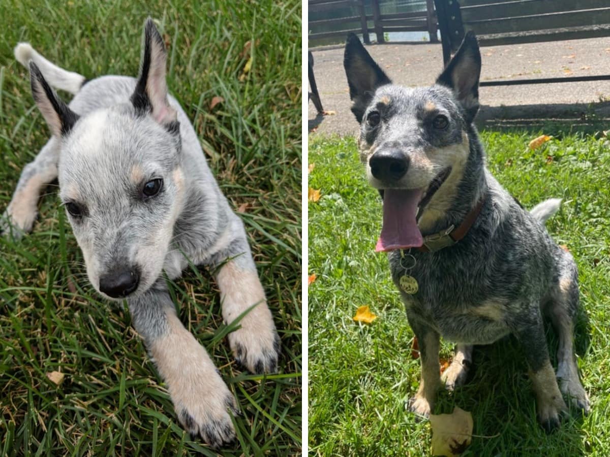 18 фотографий до и после того, как милые щеночки превратились в шикарных собачищ 69