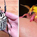 17 диковинных насекомых, создавая которых природа переплюнула саму себя